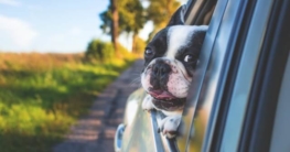 Erbrechen Autofahren Hund