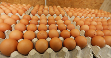 Brutmaschine Brutapparat Hühnereier ausbrüten