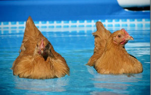 Können Hühner schwimmen