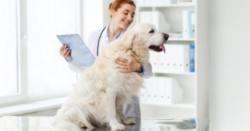 Unvertraeglichkeiten-bei-Hunden-Tierarztbesuch-