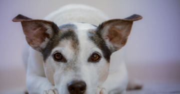 Futtermittelunverträglichkeit bei Hunden