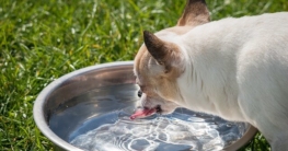 Wasser ist Essentell für hunde