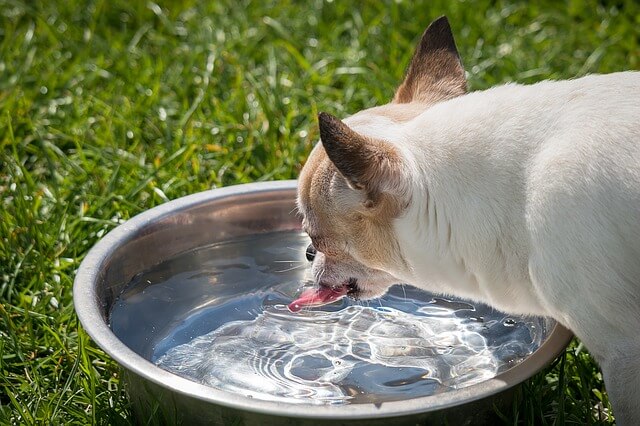 Wasser ist Essentell für hunde