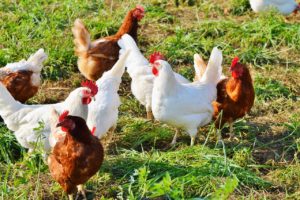 Bio Hühnerfutter im Test Hühner richtig füttern