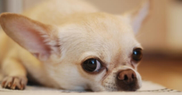 Zahnwechsel bei Hundewelpen