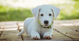 Diät für den Hund