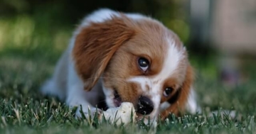 Zecken bei hunde