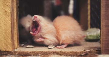 Ratten im Kaninchenstall