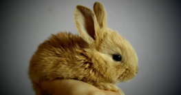 Eigenschaften und Materialien: Worauf Sie bei Kaninchenställen achten sollten