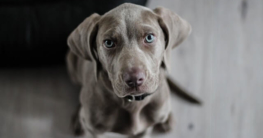 Hundefutter ohne Getreide