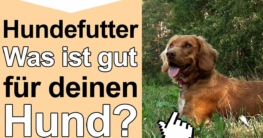 Bild getreidefreies hundefutter