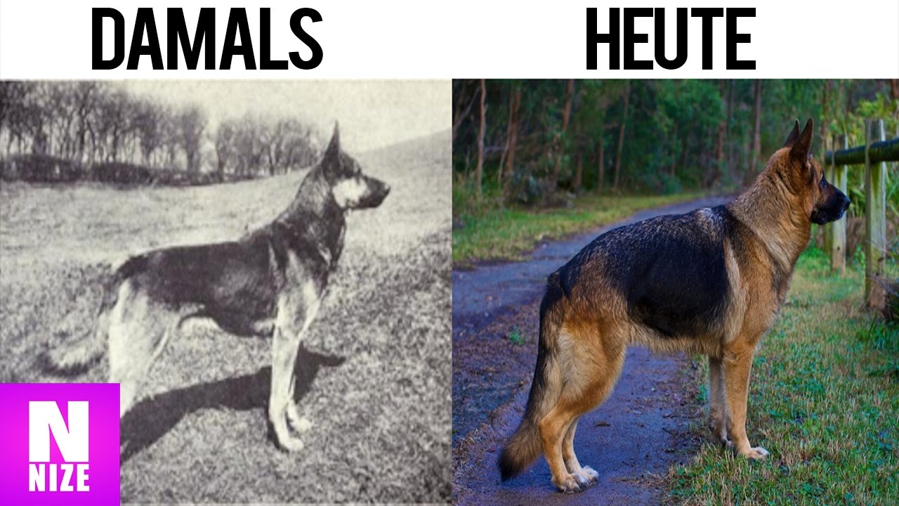 ᐅWie Sich Hunde In Den Letzten 100 Jahren Durch Die Zucht Verändert Haben! ᐅMenü